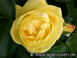 Emil Nolde Rose kaufen, click for more details Emil Nolde Rose