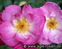 Escapade kaufen, click for more details Escapade