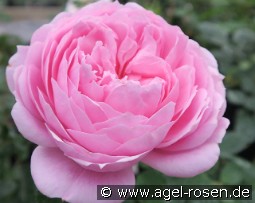 Felicitas Susan kaufen, click for more details Felicitas Susan