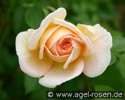 Felidaé kaufen, click for more details Felidaé