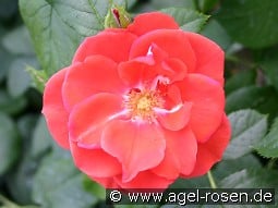 Feuerwerk kaufen, click for more details Feuerwerk