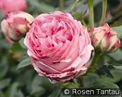 First Lady kaufen, click for more details First Lady