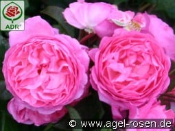 Flashlight kaufen, click for more details Flashlight