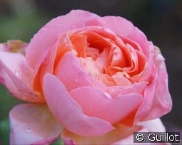 Francis Blaise kaufen, click for more details Francis Blaise