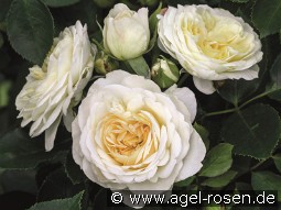 Friedenslicht kaufen, click for more details Friedenslicht