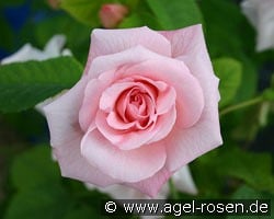 Fritz Nobis kaufen, click for more details Fritz Nobis