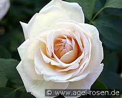 Frühlingsduft kaufen, click for more details Frühlingsduft