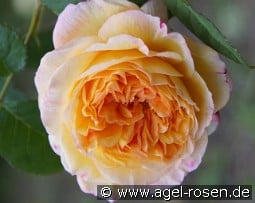 Georges Denjean kaufen, click for more details Georges Denjean