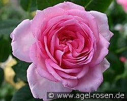 Ghita Renaissance kaufen, click for more details Ghita Renaissance