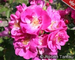 Global Water kaufen, click for more details Global Water