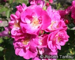 Global Water kaufen, click for more details Global Water