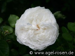 Glücksstern kaufen, click for more details Glücksstern