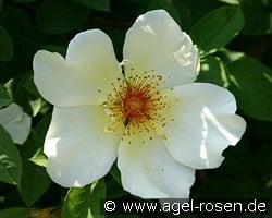 Golden Wings kaufen, click for more details Golden Wings