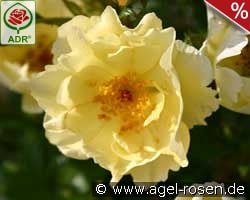 Goldspatz kaufen, click for more details Goldspatz