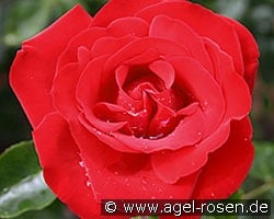 Grandhotel kaufen, click for more details Grandhotel