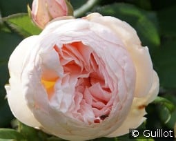 Guillot No. 1 kaufen, click for more details Guillot No. 1