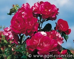 Guy Savoy kaufen, click for more details Guy Savoy