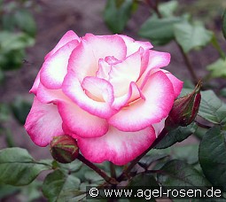 Händel kaufen, click for more details Händel