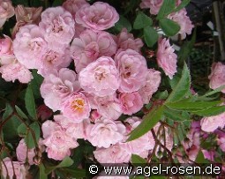 Heavenly Pink kaufen, click for more details Heavenly Pink