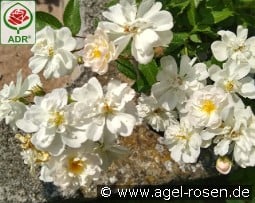 Hedi Grimm kaufen, click for more details Hedi Grimm