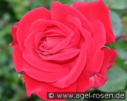 Hotel Royal kaufen, click for more details Hotel Royal