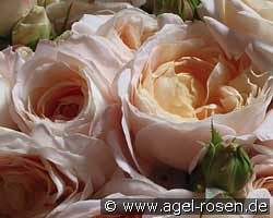 Jardin de L'Essonne kaufen, click for more details Jardin de L'Essonne