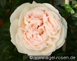 Julia Renaissance kaufen, click for more details Julia Renaissance