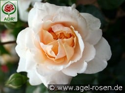 Kaiser von Lautern kaufen, click for more details Kaiser von Lautern