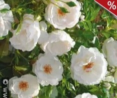 Kakwa kaufen, click for more details Kakwa