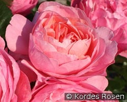 Kölner Flora kaufen, click for more details Kölner Flora