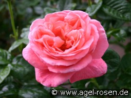 Kore kaufen, click for more details Kore