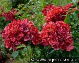 La Reine de la Nuit kaufen, click for more details La Reine de la Nuit