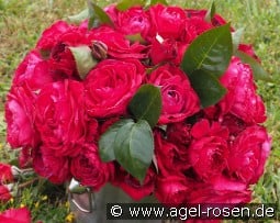 La Rose Monsieur kaufen, click for more details La Rose Monsieur