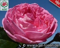 La Rose de Molinard kaufen, click for more details La Rose de Molinard