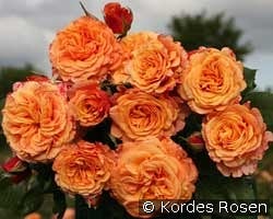 La Villa Cotta kaufen, click for more details La Villa Cotta