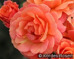 Lambada kaufen, click for more details Lambada