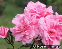 Lancelot kaufen, click for more details Lancelot