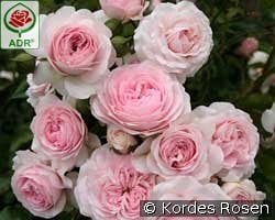 Larissa kaufen, click for more details Larissa