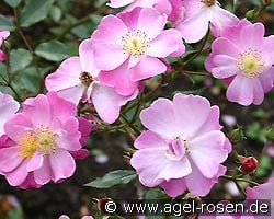 Lavender Dream kaufen, click for more details Lavender Dream