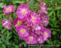 Lavender Friendship kaufen, click for more details Lavender Friendship