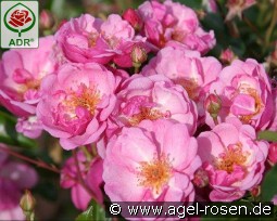 Lavender Meidiland syn Louis Bleriot kaufen, click for more details Lavender Meidiland syn Louis Bleriot