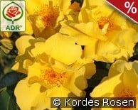 Lemon Fizz kaufen, click for more details Lemon Fizz
