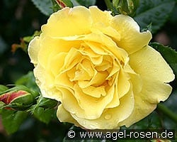 Lichtkönigin Lucia kaufen, click for more details Lichtkönigin Lucia