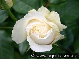 Lina Renaissance kaufen, click for more details Lina Renaissance