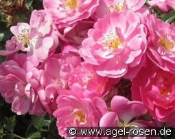 Magic Meidiland kaufen, click for more details Magic Meidiland