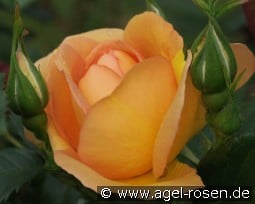 Maigold kaufen, click for more details Maigold