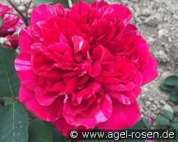 Malerrose 'Berthe Morisot' kaufen, click for more details Malerrose 'Berthe Morisot'