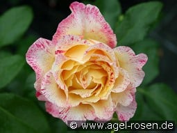 Malerrose 'Camille Pissarro' kaufen, click for more details Malerrose 'Camille Pissarro'