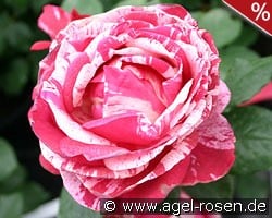 Malerrose 'Henri Matisse' kaufen, click for more details Malerrose 'Henri Matisse'