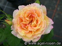 Malerrose 'Rose des Cisterciens' kaufen, click for more details Malerrose 'Rose des Cisterciens'
